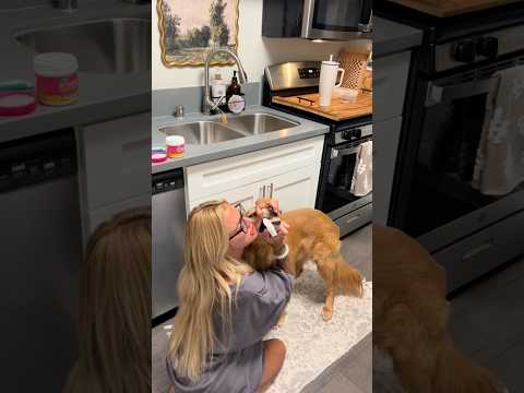 dog-tor coby to rescue🛟goldenpup puppy goldenpupppy dogbree… サムネイル