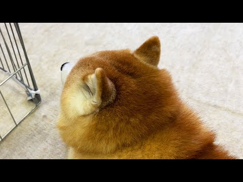 事務所の用心棒として、外から物音が聞こえるとピンと耳をすます柴犬 サムネイル