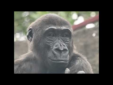 little gorilla Ringo 4y7m old shorts. R發呆 1-26 サムネイル