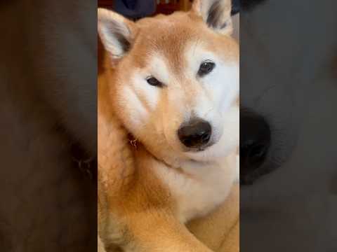 柴犬福 姉と散歩後、ガルガル期に入った柴犬🤣Sister and Shiba🤣姉と柴 shorts funny 柴犬… サムネイル