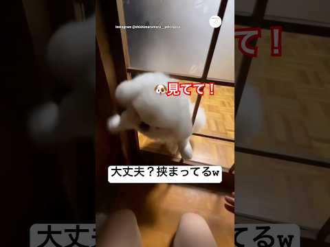ママのところに行きたすぎる犬　犬　いぬ　面白い　ペキニーズ　かわいい犬 サムネイル