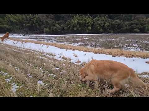 雨予報が当たる前にゴールデンレトリバーとゆっくり散歩。 サムネイル
