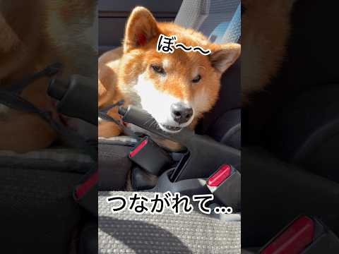 ’26.3.1 力丸がつながれる日…野菜の直売日… 柴犬 shibainu 柴犬のいる暮らし 柴犬の日常 車中泊犬 力丸 サムネイル