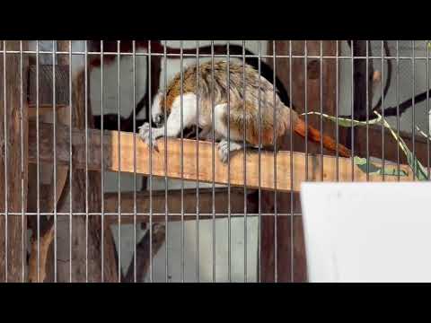 ワタボウシタマリン　小ザルたちにフルーツをプレゼント　浜松市動物園にて　2026年2月15日 サムネイル