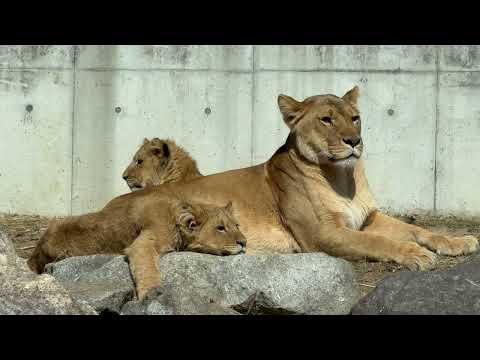 シルク母さんとボーイズ☺️ ライオンファミリー　のんほいパークにて　2026年2月13日 サムネイル