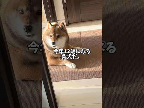 柴犬🐕の夢が叶うと思ったその時に・・・ サムネイル