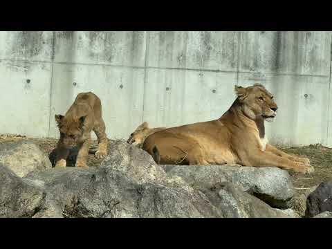 優しくて甘えん坊なボーイズ😊　ライオンファミリー　のんほいパークにて　2026年2月13日 サムネイル
