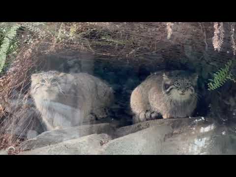 おはようアズちゃんオトちゃんナルくん　マヌルネコ　神戸どうぶつ王国にて　2025年12月28日 サムネイル