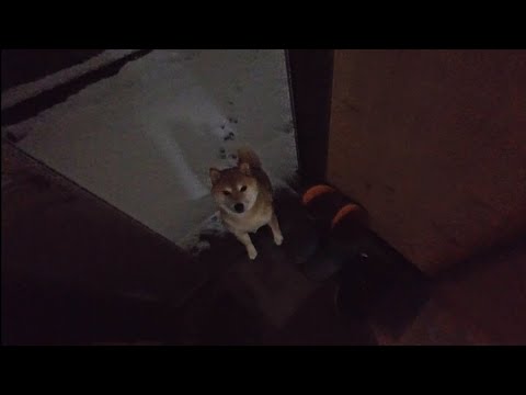 「お外出して下さい！」と雪の中に飛んでいったモモさんたちの回収作業 サムネイル