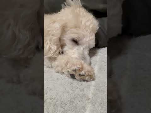 shorts クリスマスイブのタローちゃん　トイプードル　2025年12月24日 サムネイル