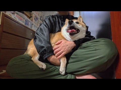 お仕事をしていたらカミナリ⚡️でパニックになった末っ子ちゃんが飛び込んできました。 サムネイル