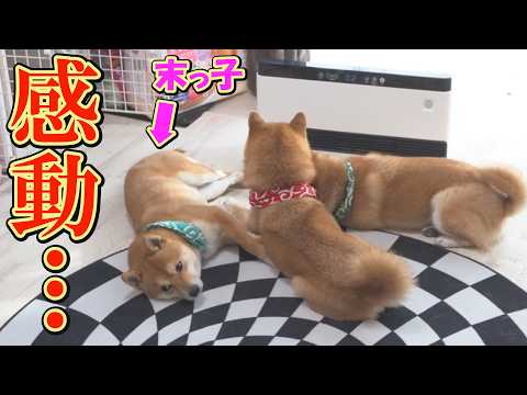 兄達を少し怖がっていた末っ子柴犬が、緊張しながらも初めて寄り添う事が出来ました。 サムネイル