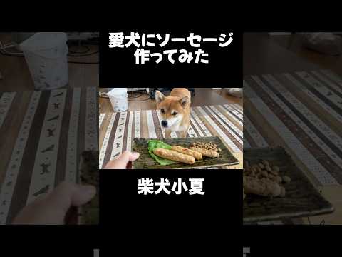 愛犬にソーセージ作ってみたら 神戸 柴犬 shiba shibainu 癒し サムネイル