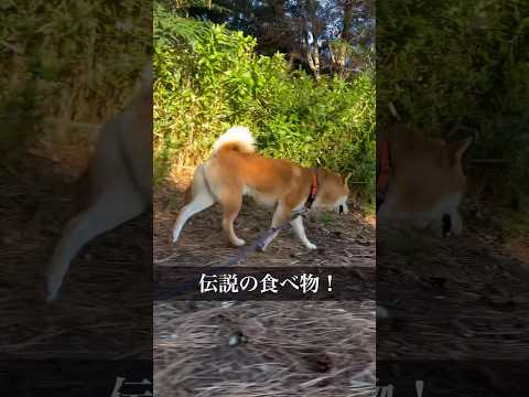 みんなは、恵方巻き食べる？　柴犬　恵方巻き サムネイル