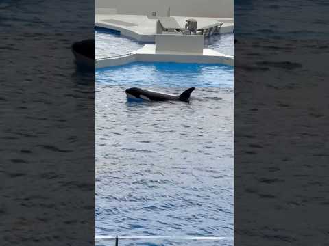 shorts パフォーマンス直前のオルカちゃん🤭　須磨シーワールドにて サムネイル