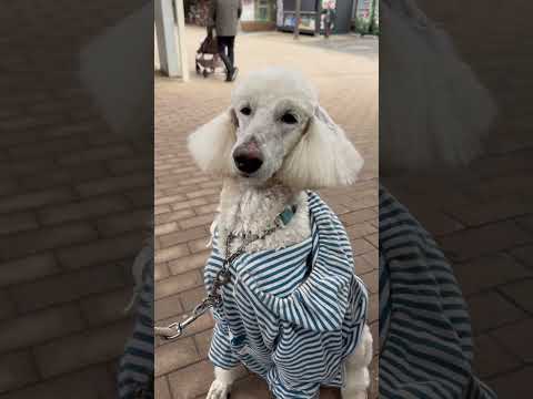 shorts スタンダードプードルのテッドちゃん☺️  那須どうぶつ王国にて　2026年2月27日 サムネイル