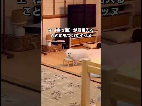 どんなときも片時も離れたくない愛犬と主の関係 #ビションフリーゼ #イッヌ #shorts サムネイル