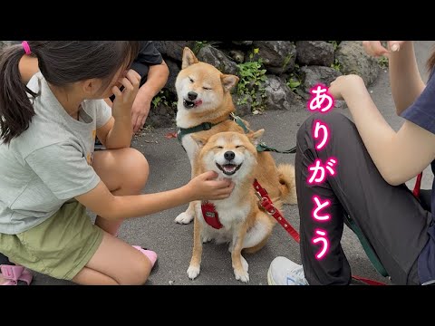 体調を心配してくれた女の子になでられて心から喜ぶ柴犬が可愛い サムネイル