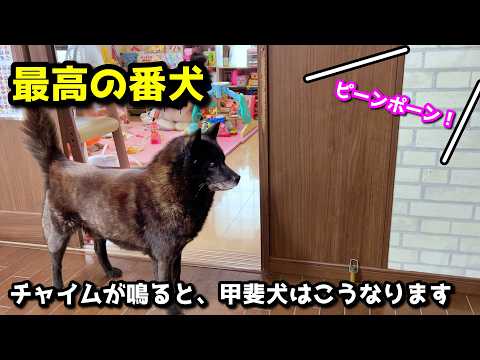 【番犬】甲斐犬一休、チャイムが鳴った時の行動が神がかってる【賢い犬】 サムネイル