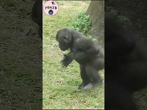 little gorilla try to help an injured moth fly gorillatag t… サムネイル