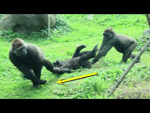 Gorilla Tayari played with Ringo, dragged him over to Iriki…