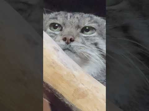 shorts クリョンくん　アップで　マヌルネコ　上野動物園　2026年2月6日 サムネイル