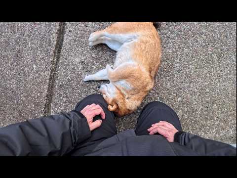 2026年4月27日(月) 柴犬は鼻の長い猫である サムネイル