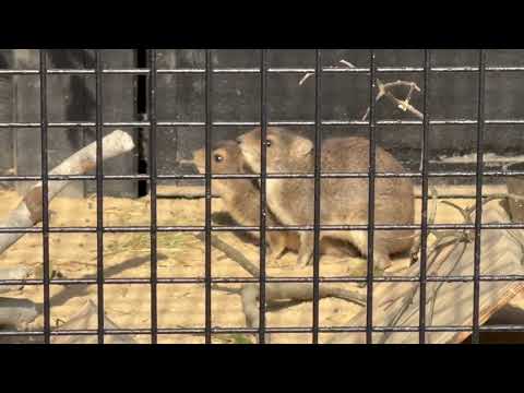 突風の音にビックリ！　ギボシイワハイラックス　ごかつら池どうぶつパークにて　2026年1月24日 サムネイル