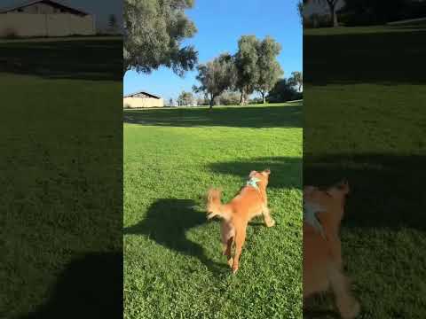 coming home to my golden retriever❤️india retreiver dog pup…
