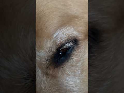 coming home to my golden retriever🥵 goldenretreiver dog ind… サムネイル
