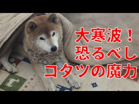 【1073】柴犬さんの大寒波対策 サムネイル