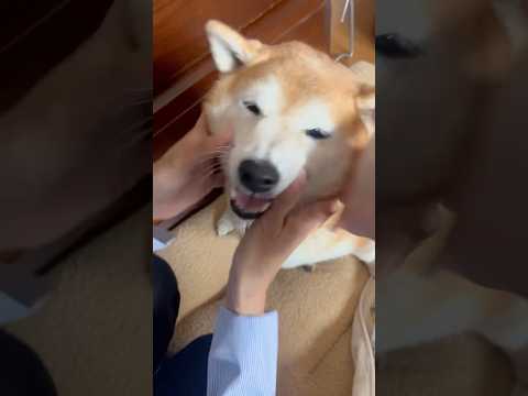 柴犬福 母と姉に大きな病院を卒業してベタ褒めされる柴犬🤣Mother and Sis and Shiba🤣姉と柴 sh… サムネイル