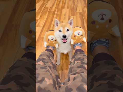 それぞれの時間🤣柴犬 チワワ shorts サムネイル