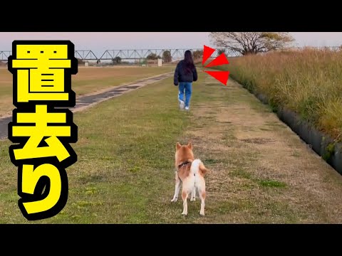 柴犬が散歩中に娘に忘れられ大騒ぎになりました… サムネイル