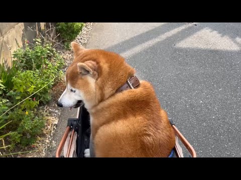 柴犬福 秘蔵映像、術後カートで散歩してた時の柴犬🤩Shiba-Walk🤩 サムネイル
