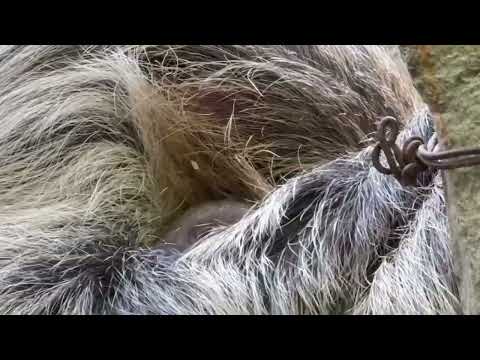 濃い茶色の所が赤ちゃんです　フタユビナマケモノ　那須どうぶつ王国にて　2025年11月29日 サムネイル