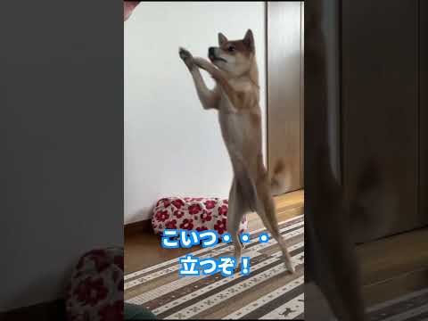 こいつ・・・立つぞ！ 神戸 柴犬 shiba サムネイル