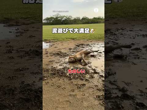 泥まみれになったゴールデンレトリバー🐶　　　　ゴールデンレトリバー 大型犬　犬　面白い　犬のいる暮らし