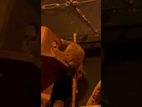 shorts どうしたいのかが🤭　レッサースローロリス　埼玉県こども動物自然公園にて　2026年5月30日 サムネイル