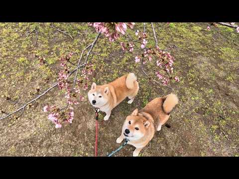 【三分咲き】ウラニワ🌸開花情報 サムネイル