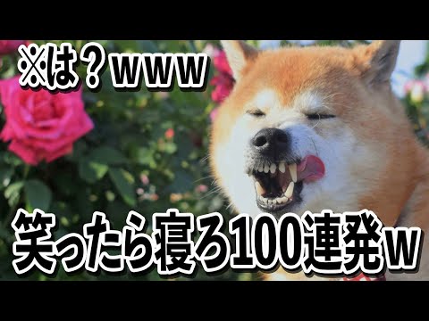 【写真撮るよー！→その顔やめろww】ツッコミどころ満載な面白犬動画100連発ww【笑ったら寝ろwww】 サムネイル