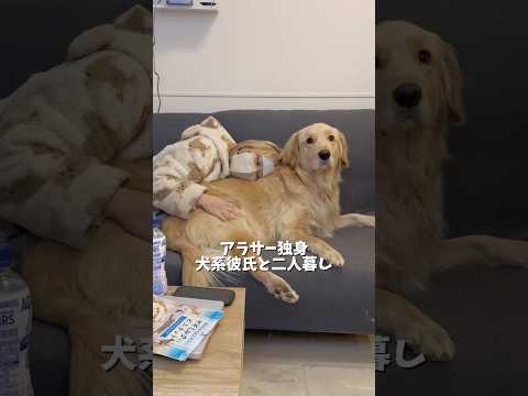 付きっきりで看病してくれる優しい犬系彼氏です🥰ゴールデンレトリバー goldenretriever 犬と2人暮らし サムネイル