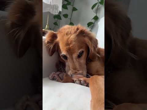 coming home to my golden retriever❤️india retreiver dog pup…