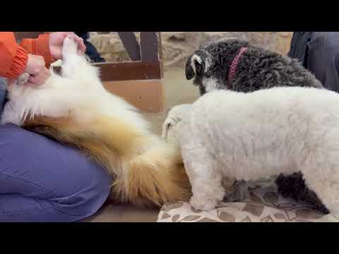 ブラッシング希望ワンコ順番待ち🤭　ワンニャンリビング　那須どうぶつ王国にて　2026年2月27日 サムネイル