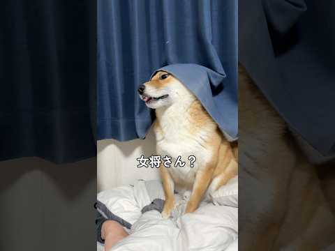 柴女将www 柴犬 shorts サムネイル