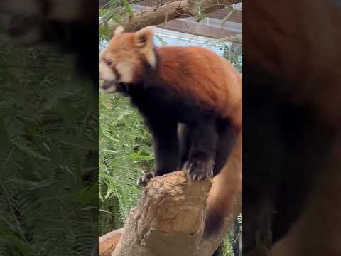 shorts 飼育員さん待ってる？　レッサーパンダ　神戸どうぶつ王国にて　2025年12月26日 サムネイル