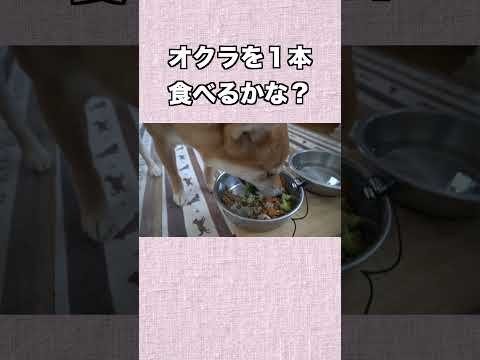 オクラを１本食べるかな？ 神戸 柴犬 shiba shibainu 癒し
