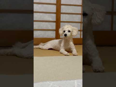 shorts 今日のタロー　トイプードル　2026年3月31日