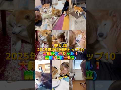 柴犬福 2025年のランキング(前編)🤣Fuku's ranking videos🤣姉と柴 shorts funny… サムネイル