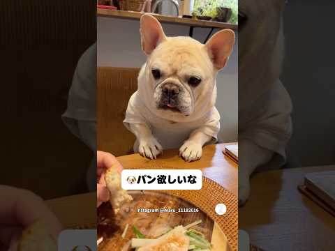 パンが食べたすぎる犬の表情がこちら😂　　　　フレンチブルドッグ フレブル　犬　いぬ　面白い犬 サムネイル